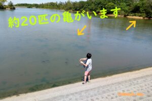 青少年の森の亀たち