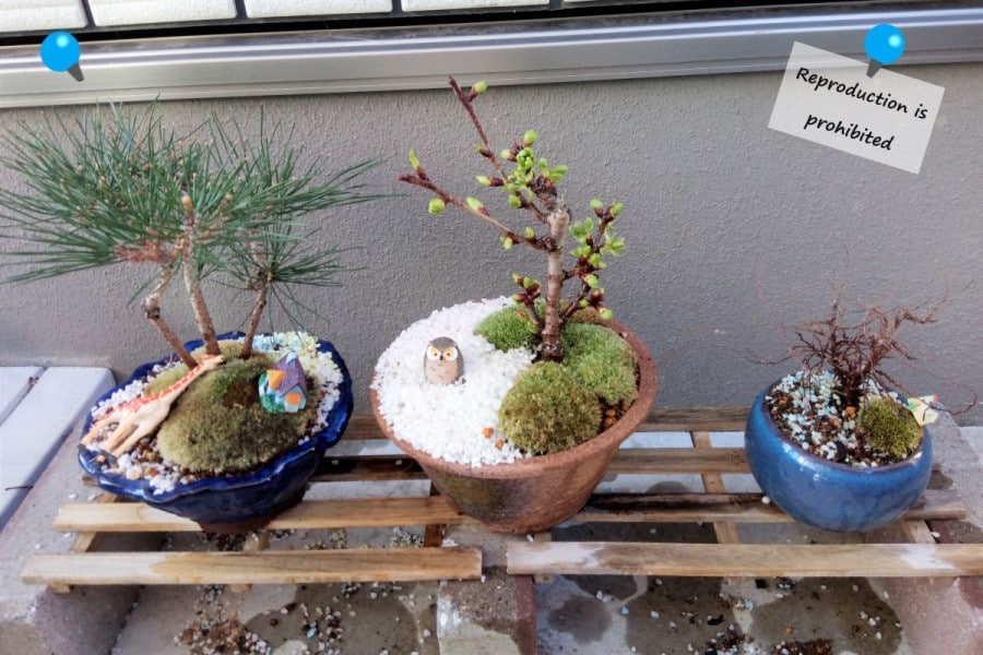 鉢マニアで作った盆栽の3月末の姿