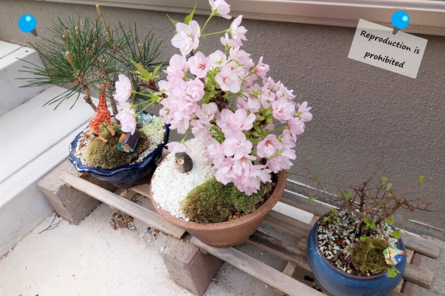 鉢マニアで作った盆栽の山桜