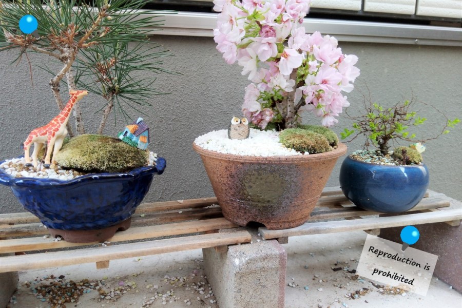 鉢マニアで作った黒松と山桜