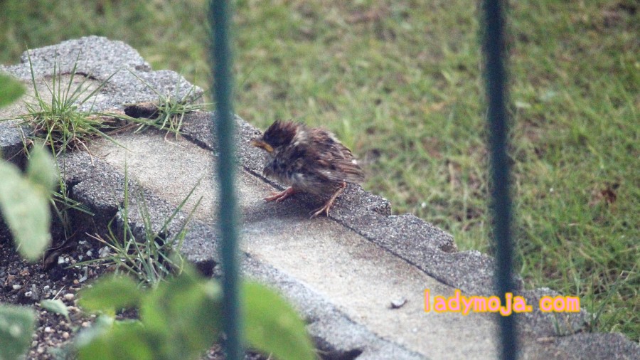 1人ぼっちの雀の赤ちゃん