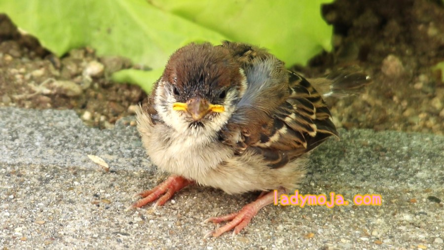 かわいい雀の赤ちゃん